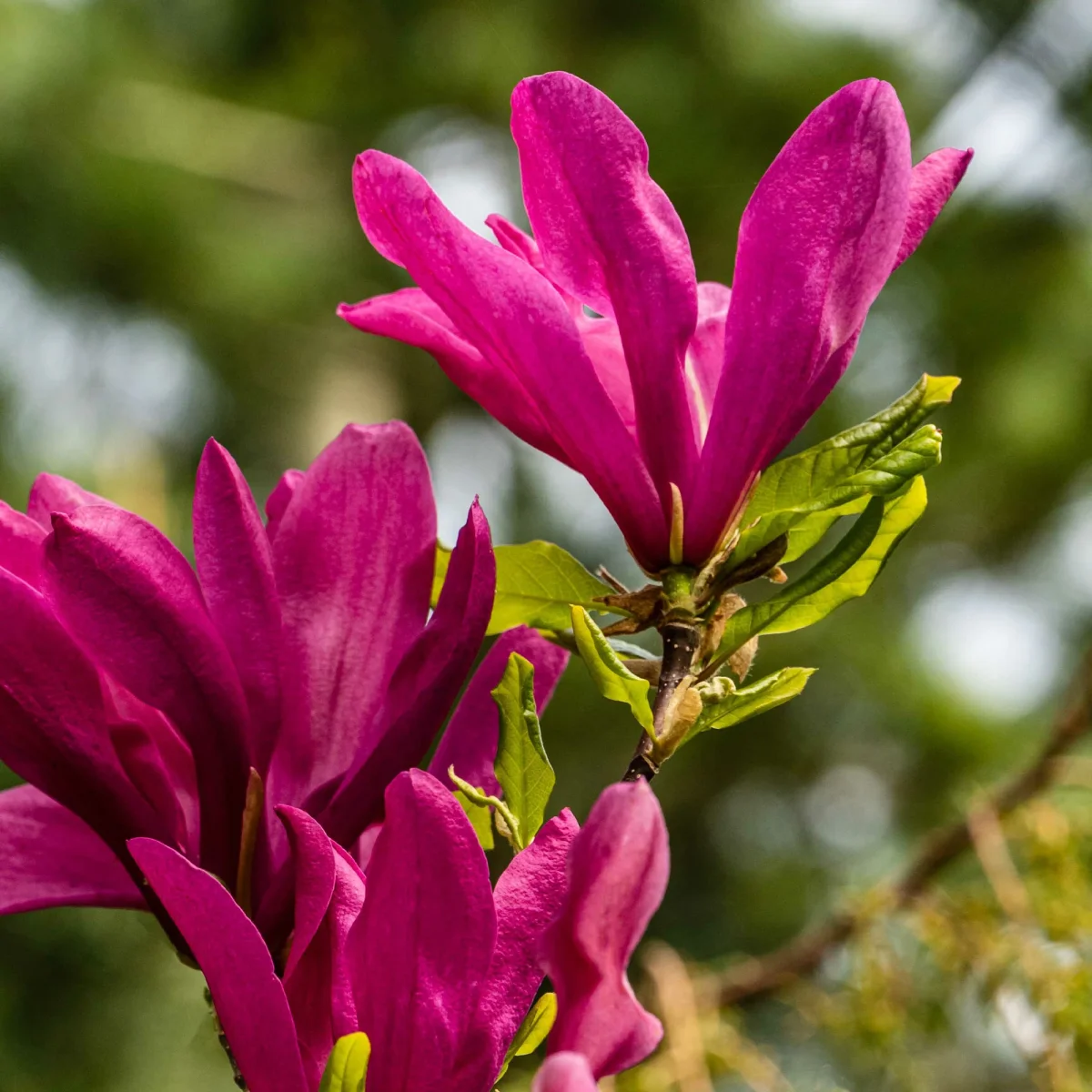 Magnolia Susan – Image 5