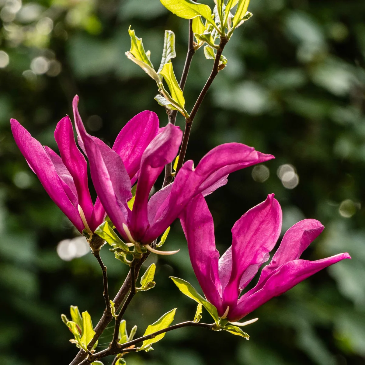 Magnolia Susan – Image 4
