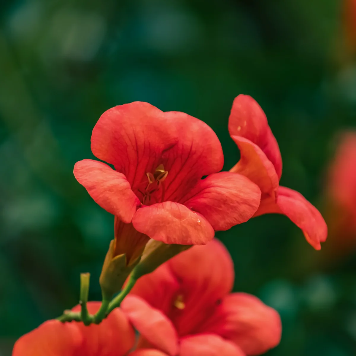Bignone Stromboli – Image 4