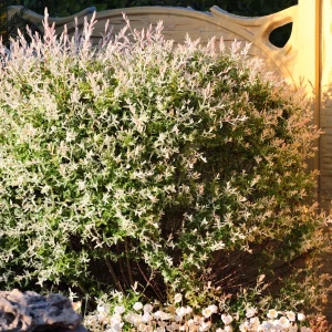 Saule Crevette en buisson