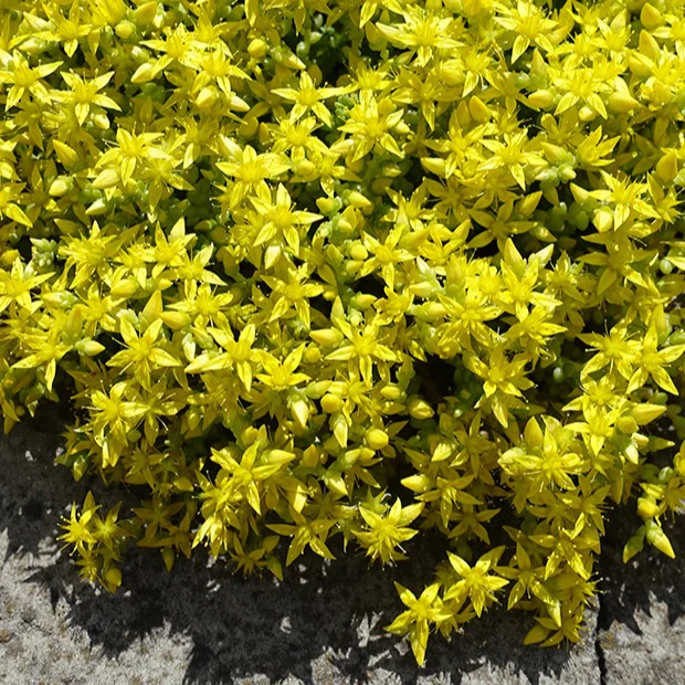 2 Sedum acre - Poivre des murailles – Image 6