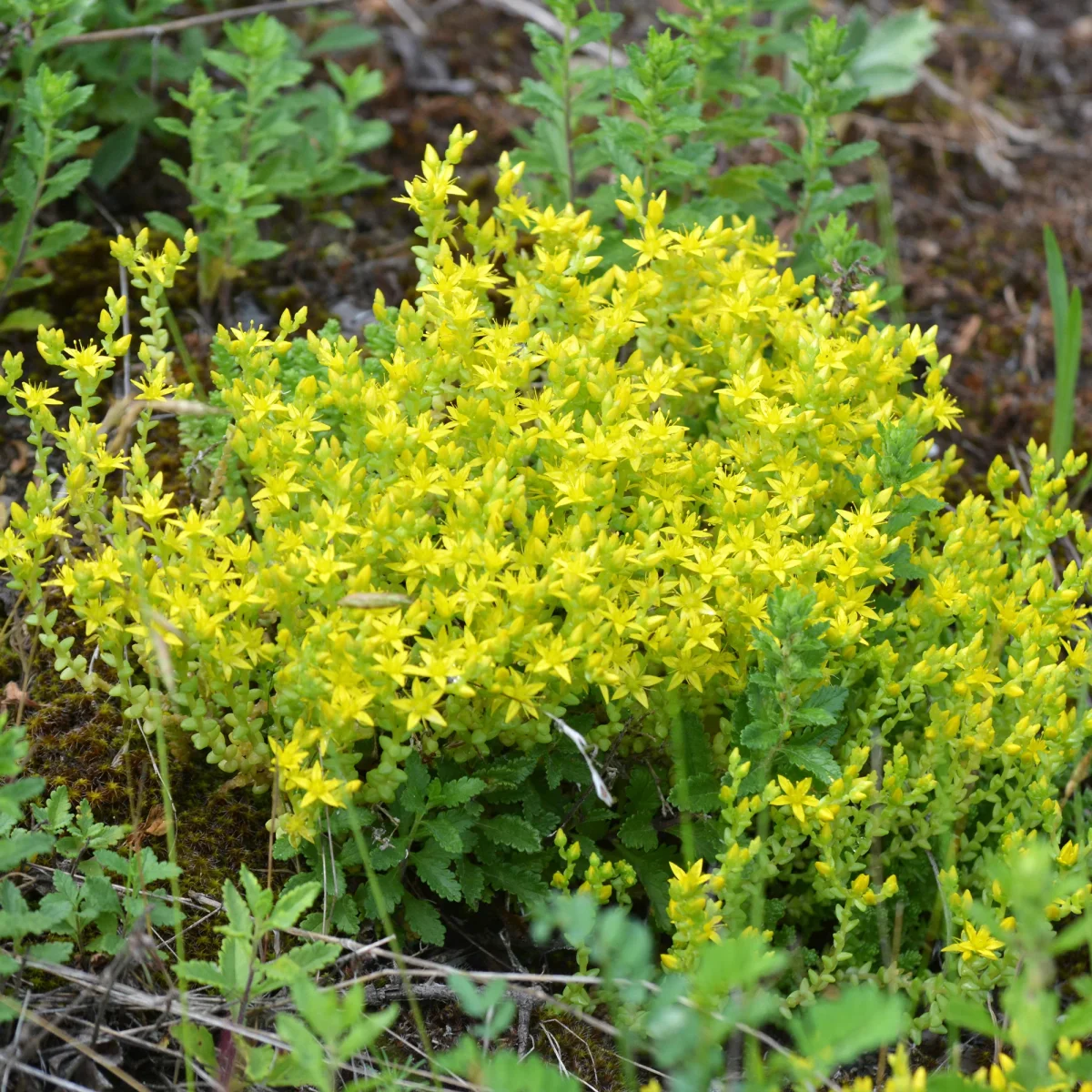 2 Sedum acre - Poivre des murailles – Image 3