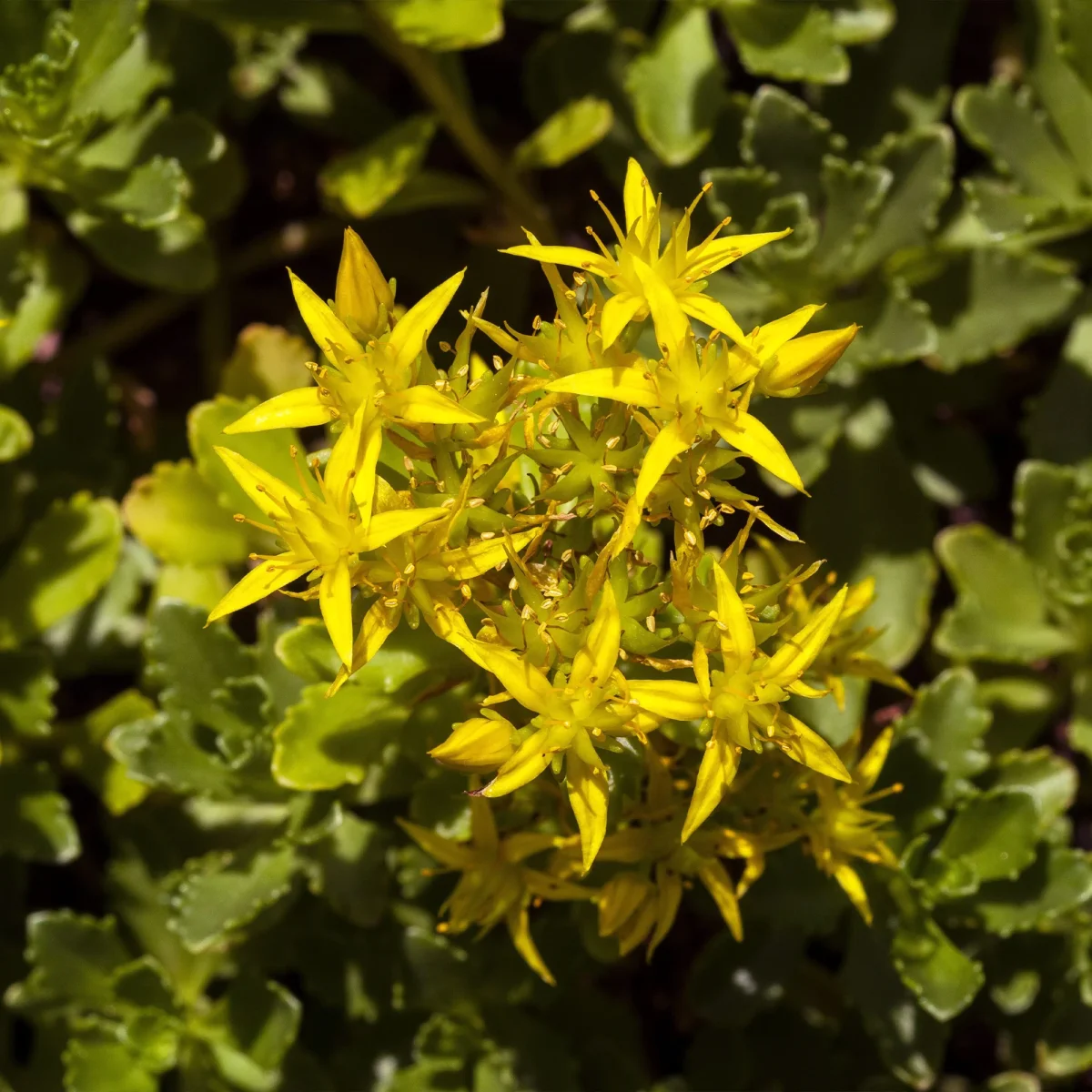 2 Sedum acre - Poivre des murailles – Image 4