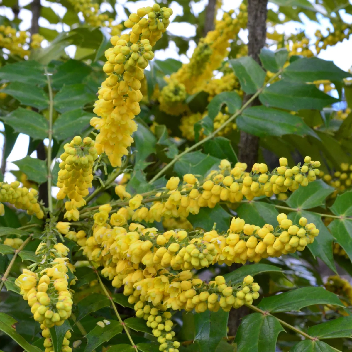 Mahonia Charity – Image 3