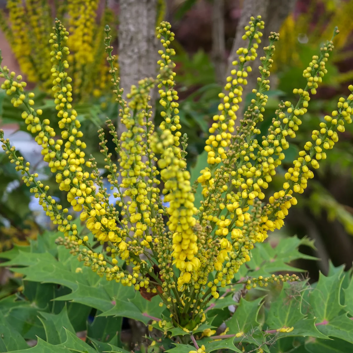 Mahonia Charity – Image 4
