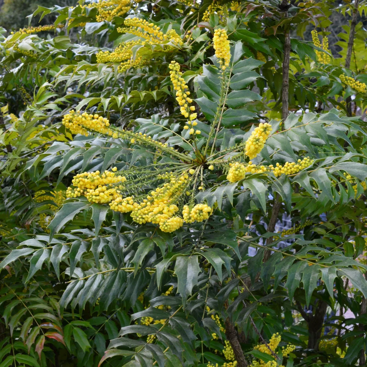Mahonia Charity – Image 5