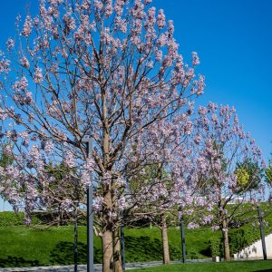 L'Arbre impérial- Paulownia