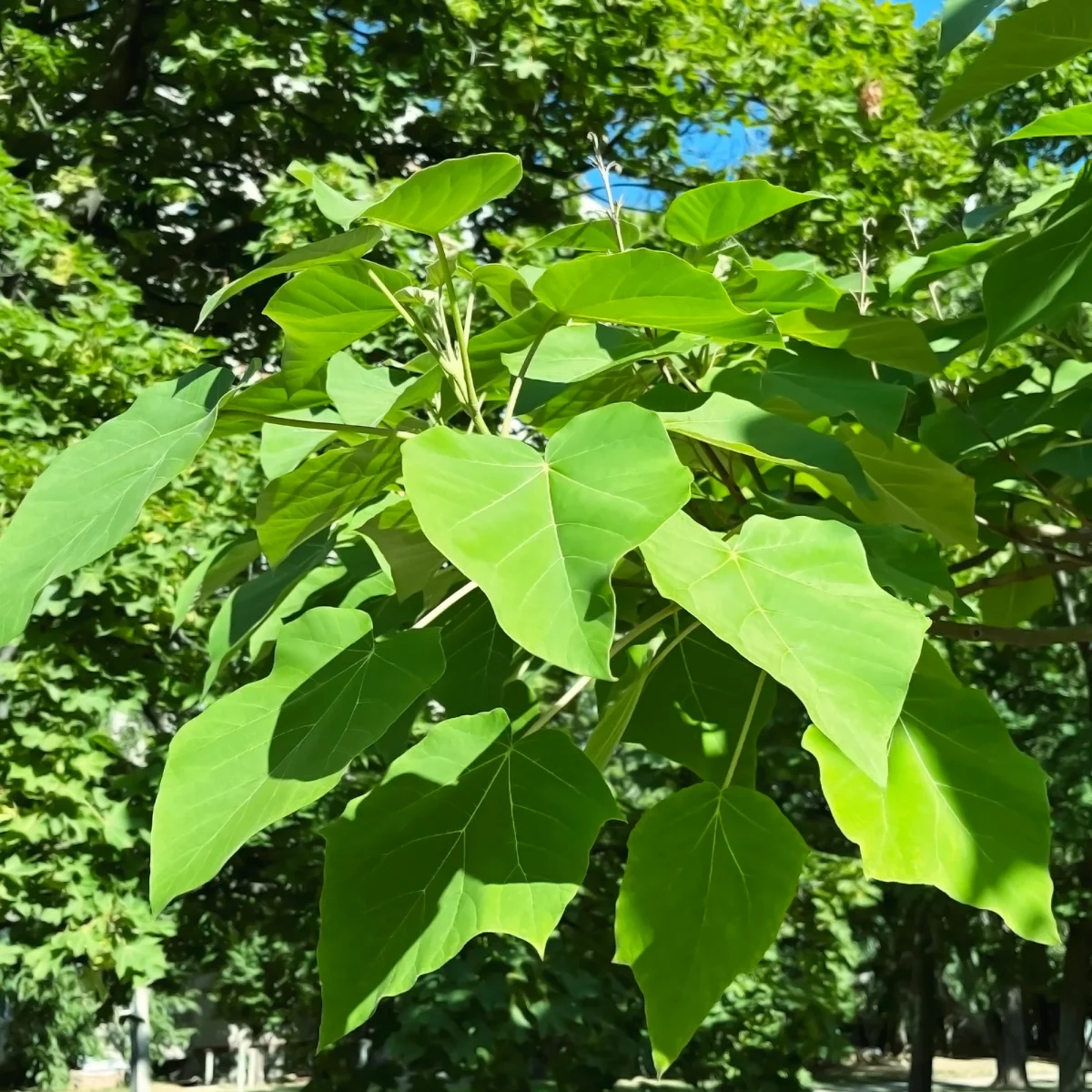 L'Arbre impérial- Paulownia – Image 5