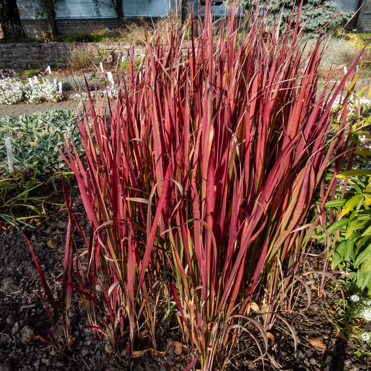 3 Graminées colorées en mélange – Image 4