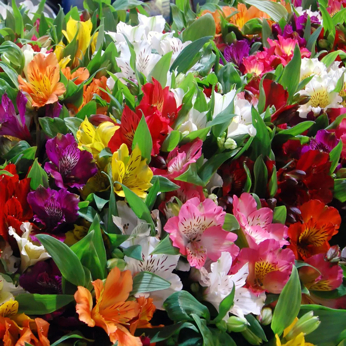 3 Lys des incas en mélange – Image 2