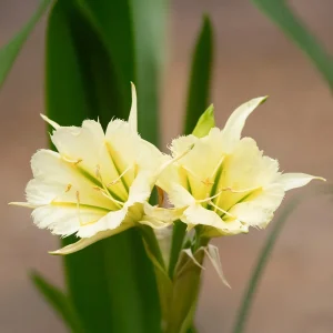 2 Ismènes Reine d'or