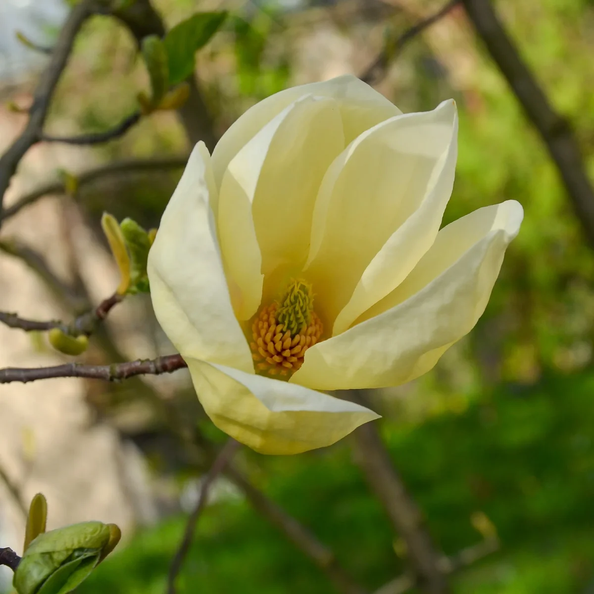 Magnolia Yellow Lantern – Image 6