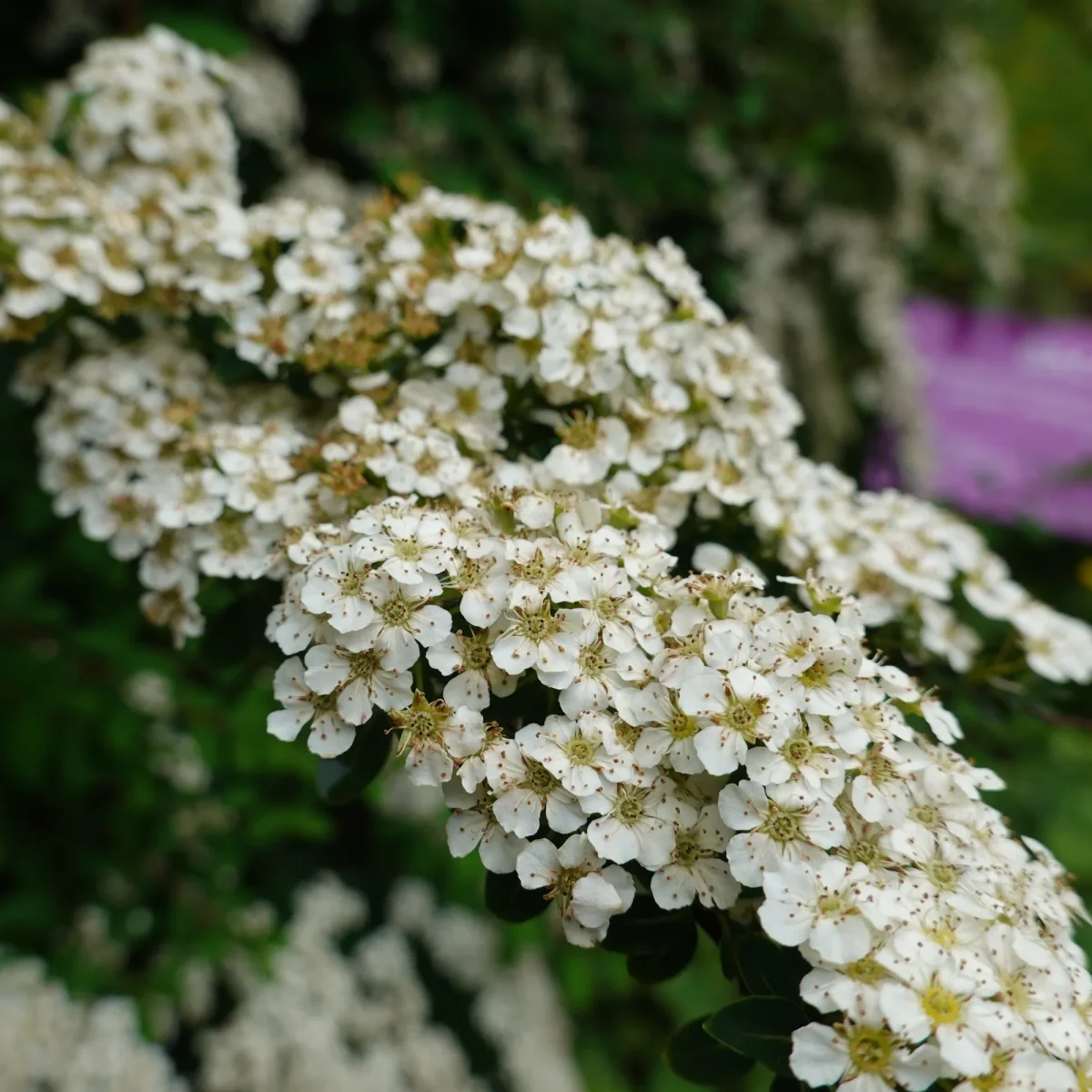 Spirée du Japon Snowmound – Image 7