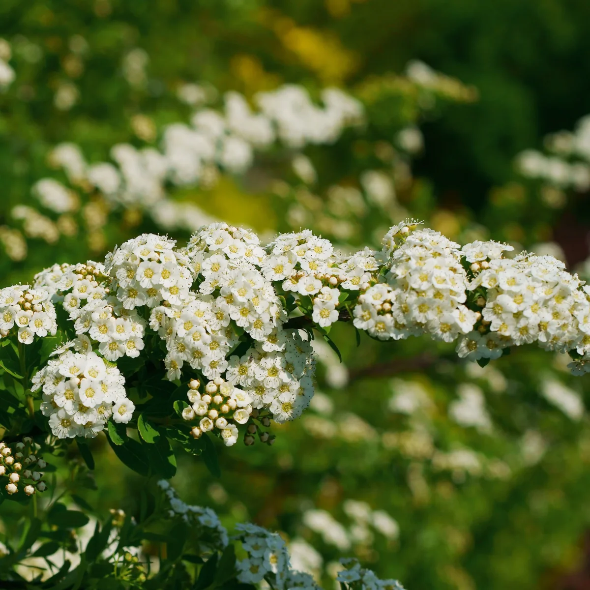 Spirée du Japon Snowmound – Image 8
