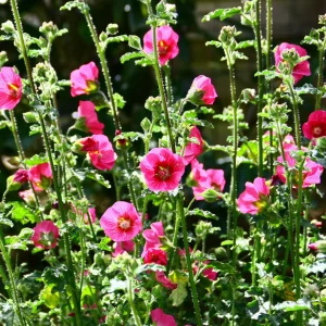 Mauve du Cap El Rayo