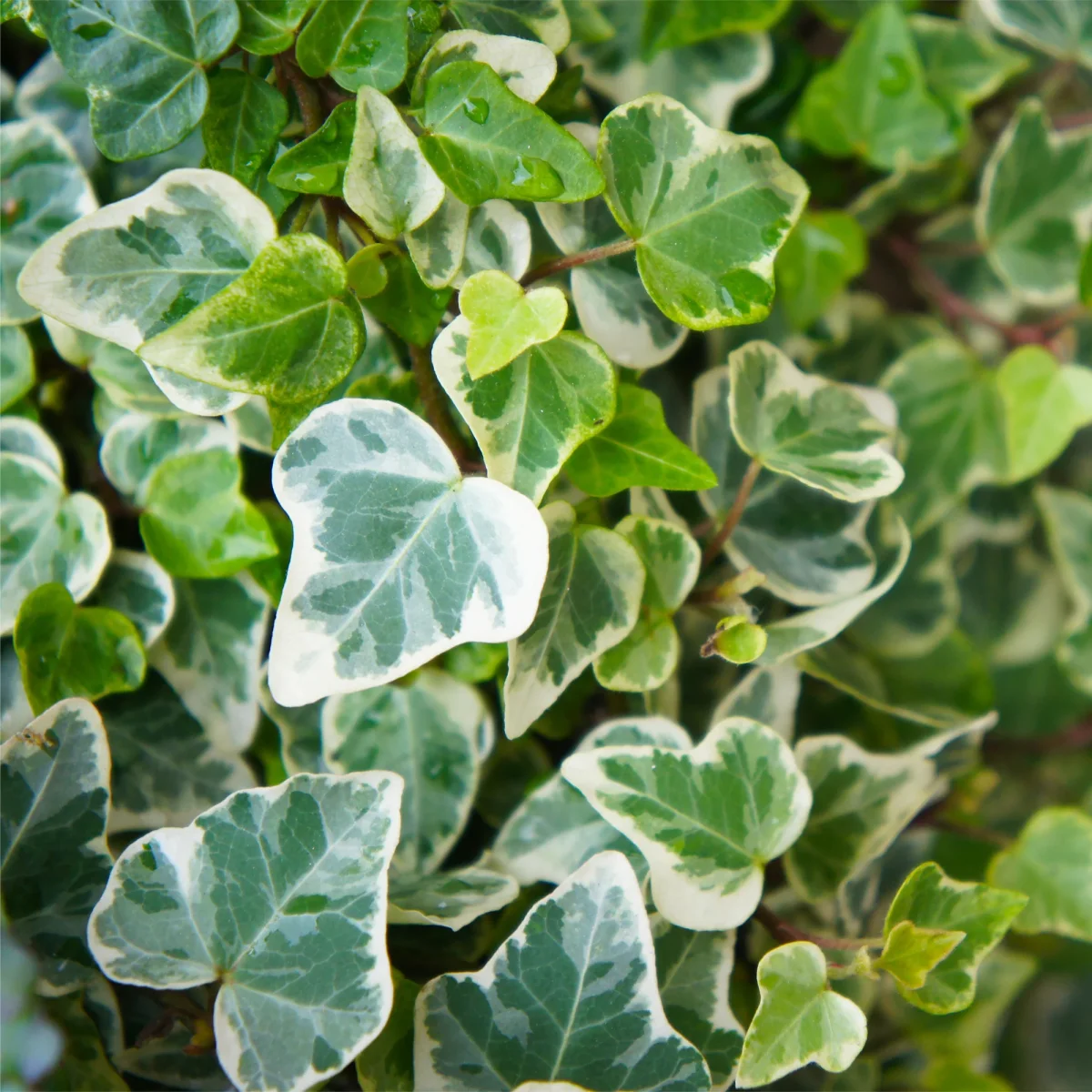 Lierre commun Glacier – Image 4