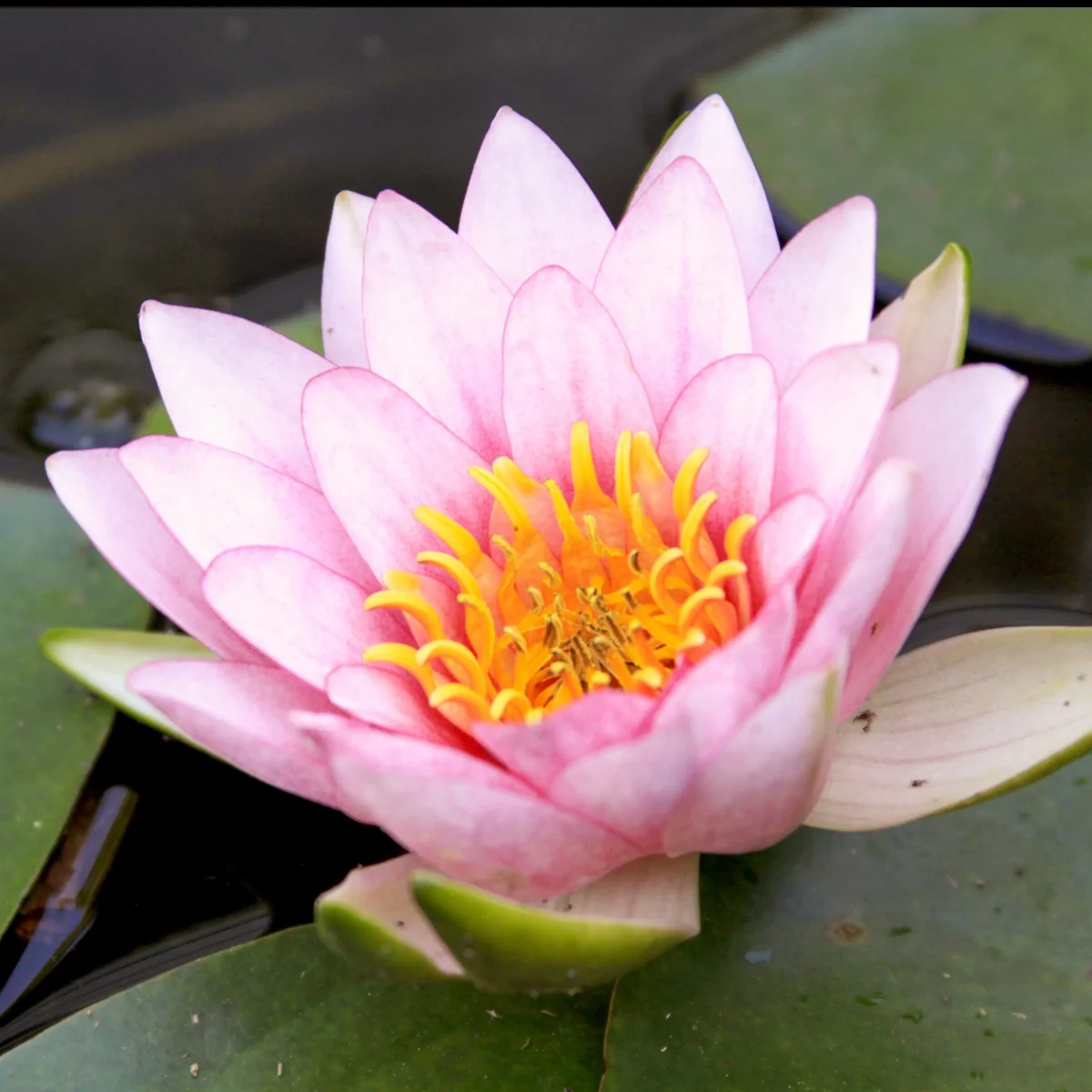 Nénuphar Fabiola – Image 2