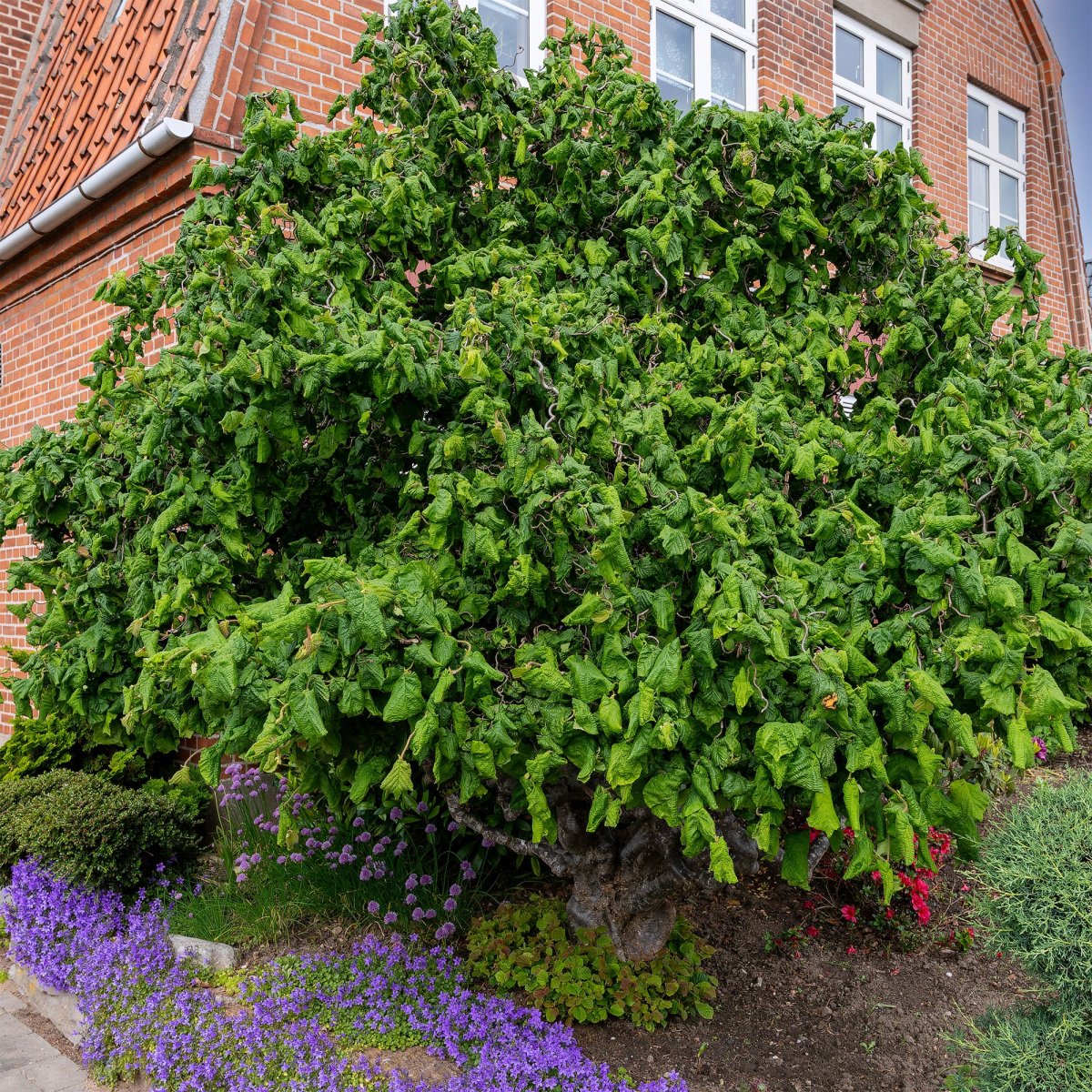 Noisetier tortueux 'Contorta' – Image 3