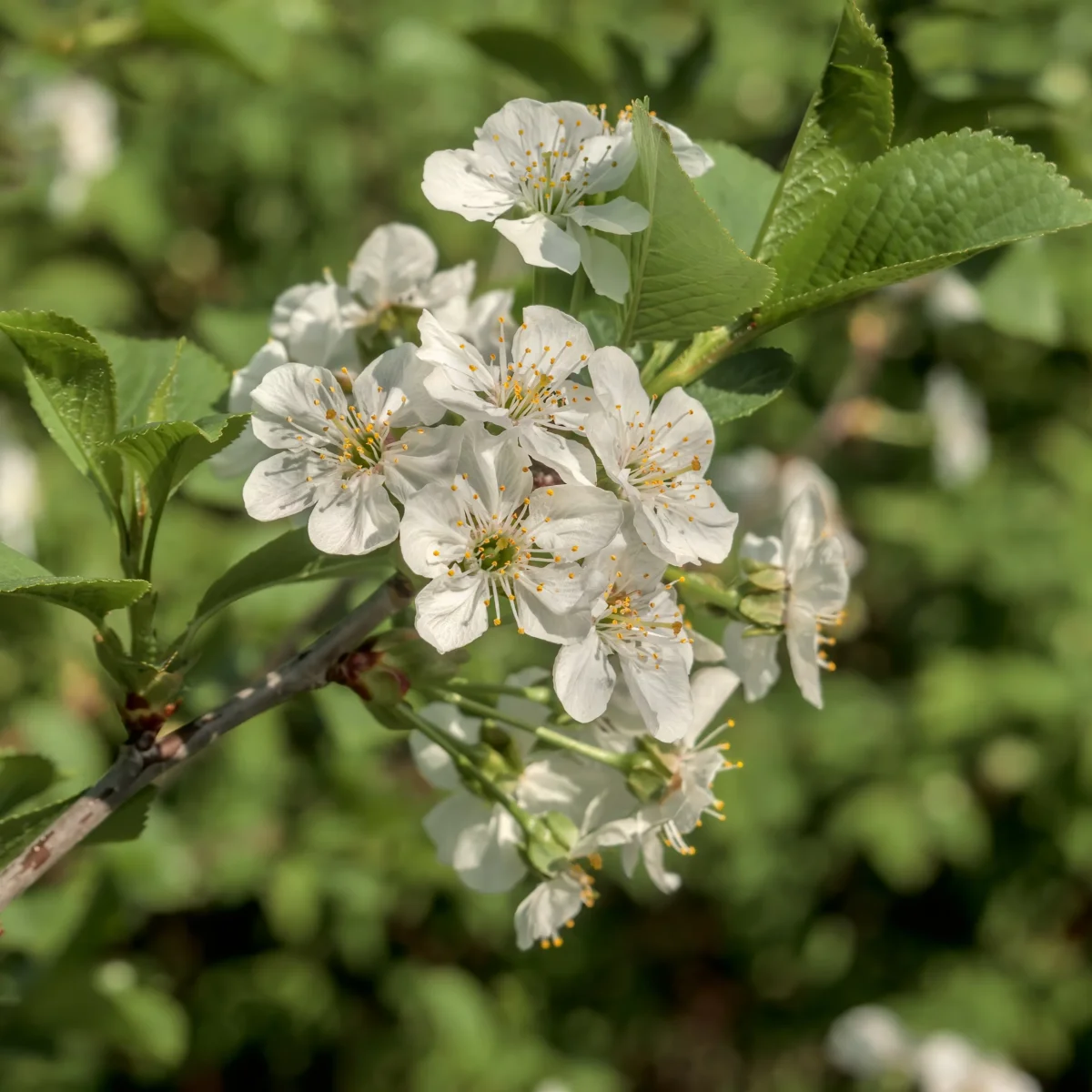 Merisier des oiseaux – Image 5