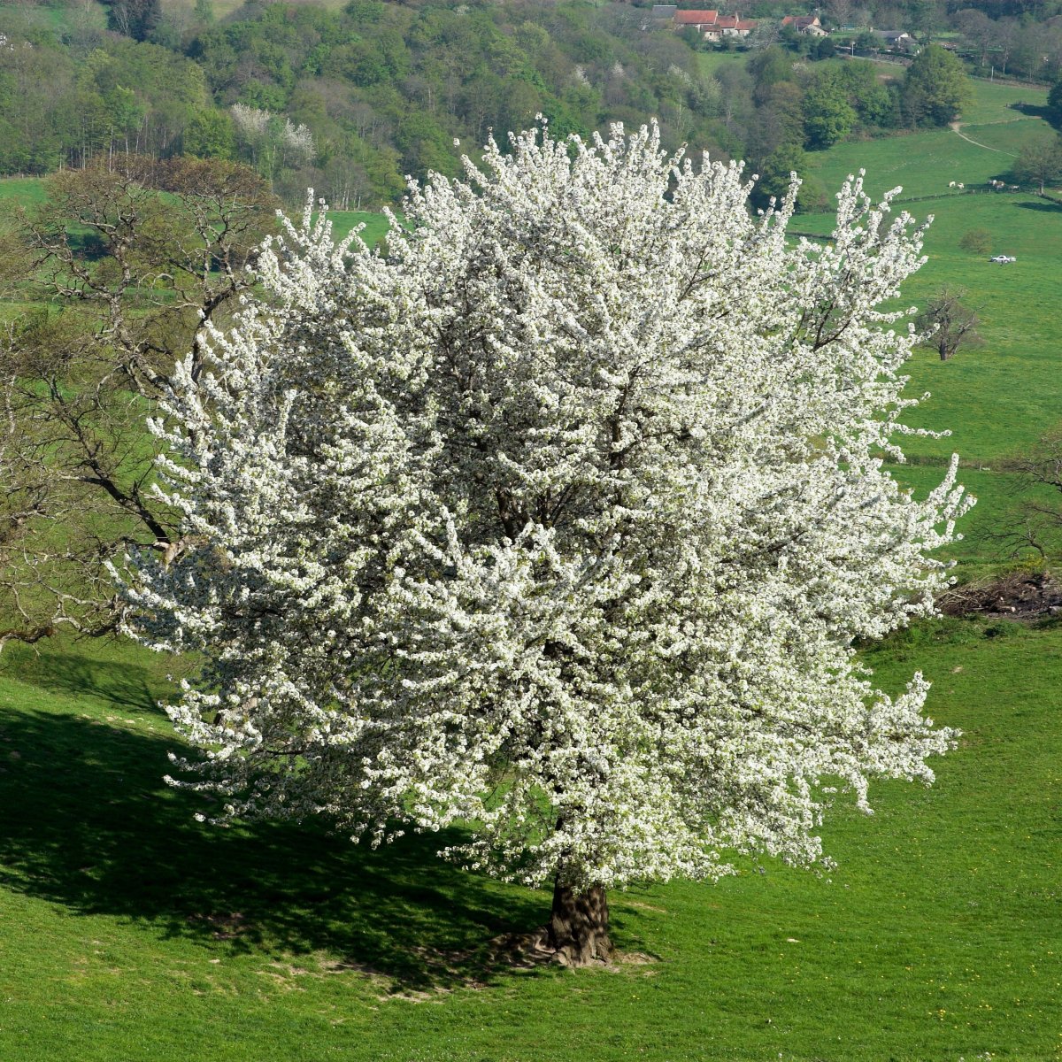 Merisier des oiseaux – Image 2