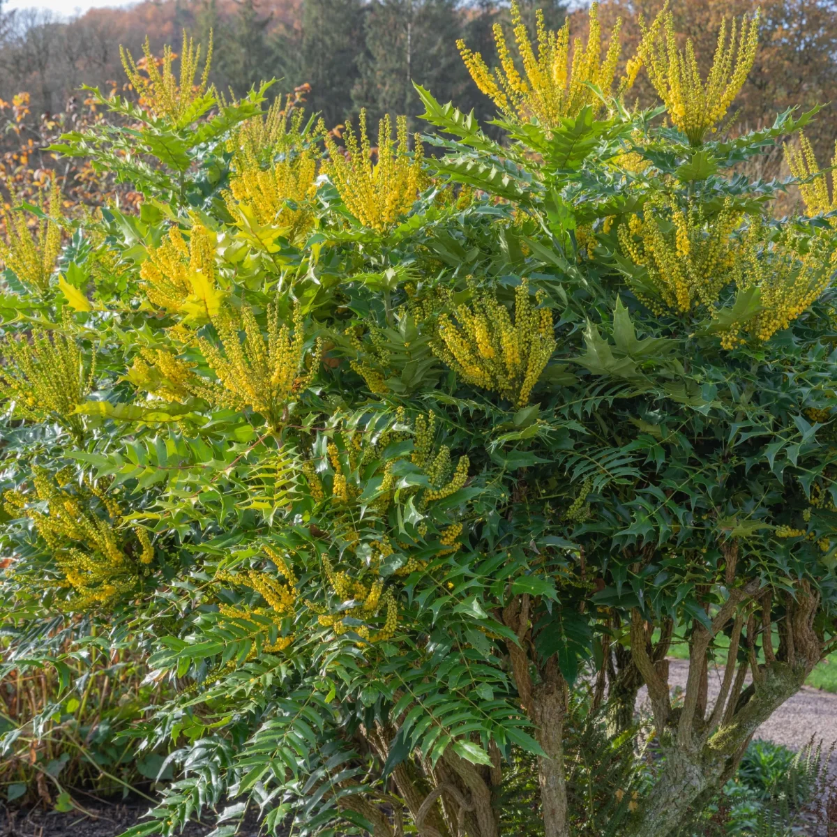 Mahonia media Winter Sun – Image 3