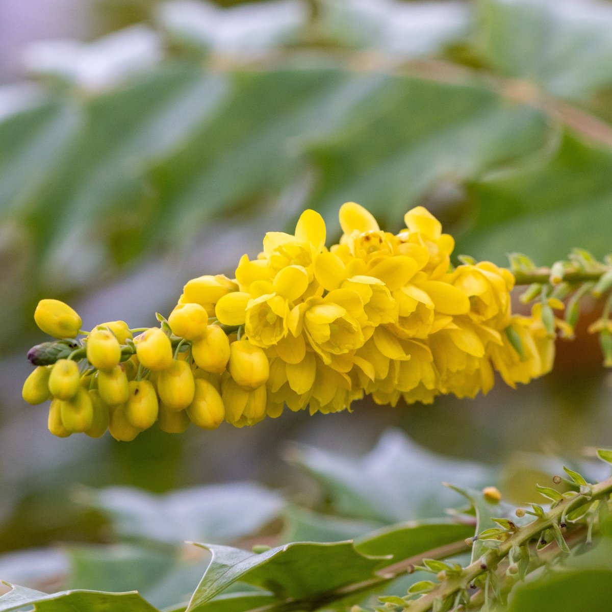 Mahonia media Winter Sun – Image 5