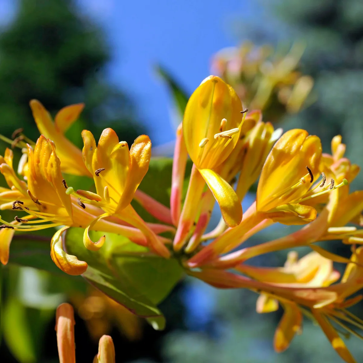 Chèvrefeuille de Henry 'Copper Beauty' – Image 3