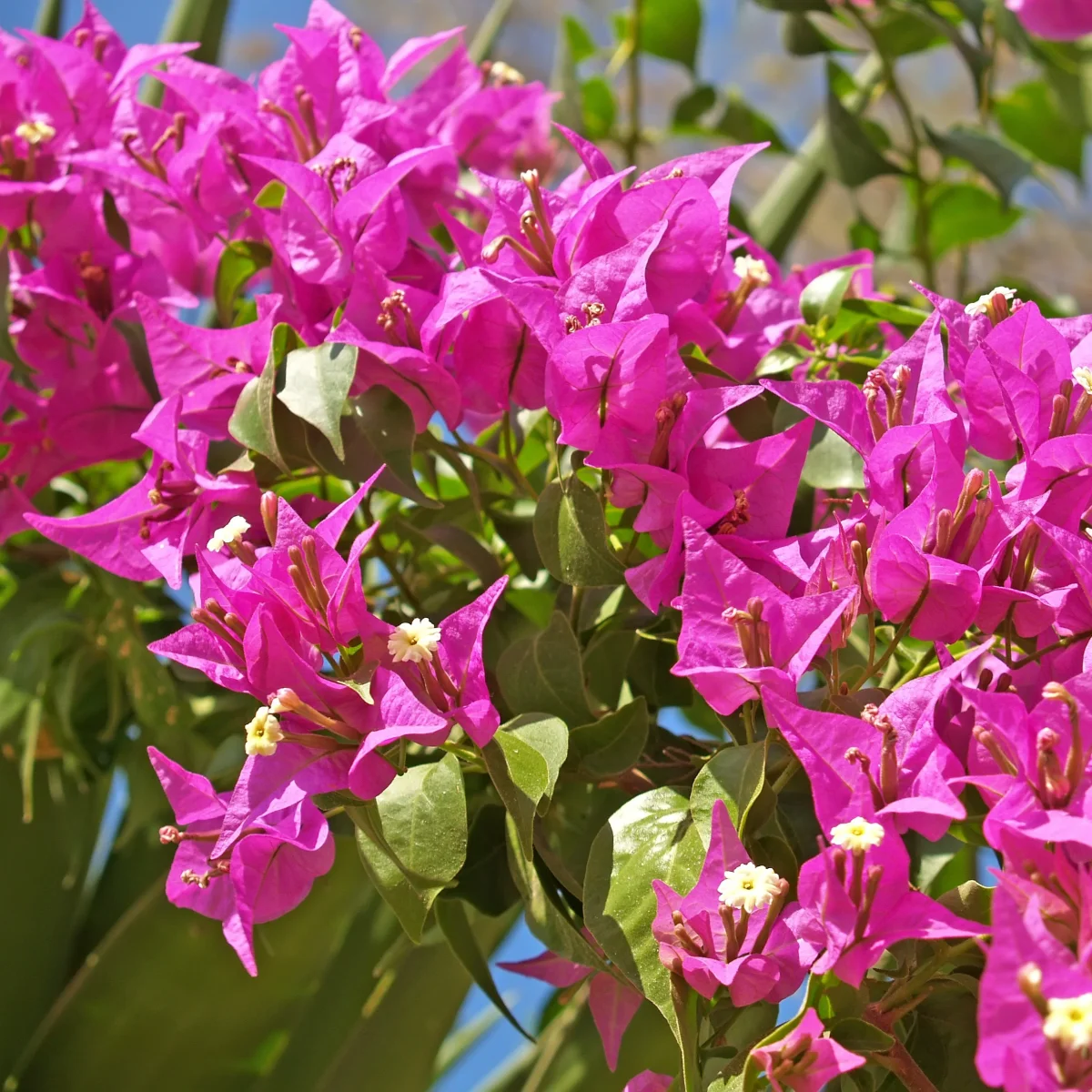 Bougainvillier 'Vera Deep Purple' – Image 3