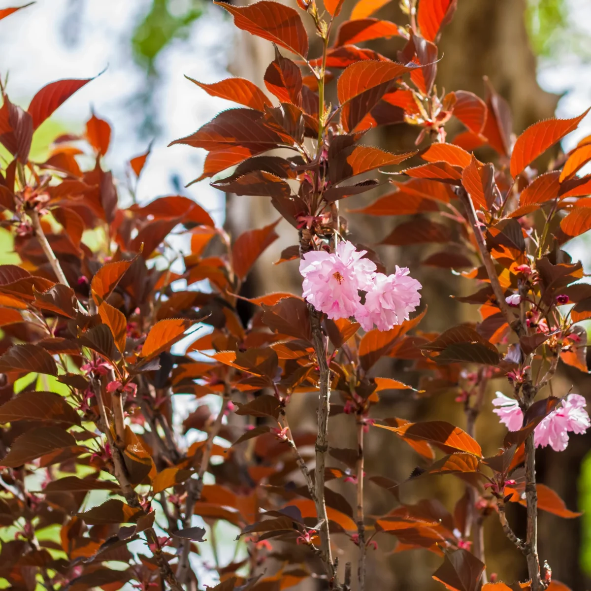 Prunus Royal Burgundy – Image 4
