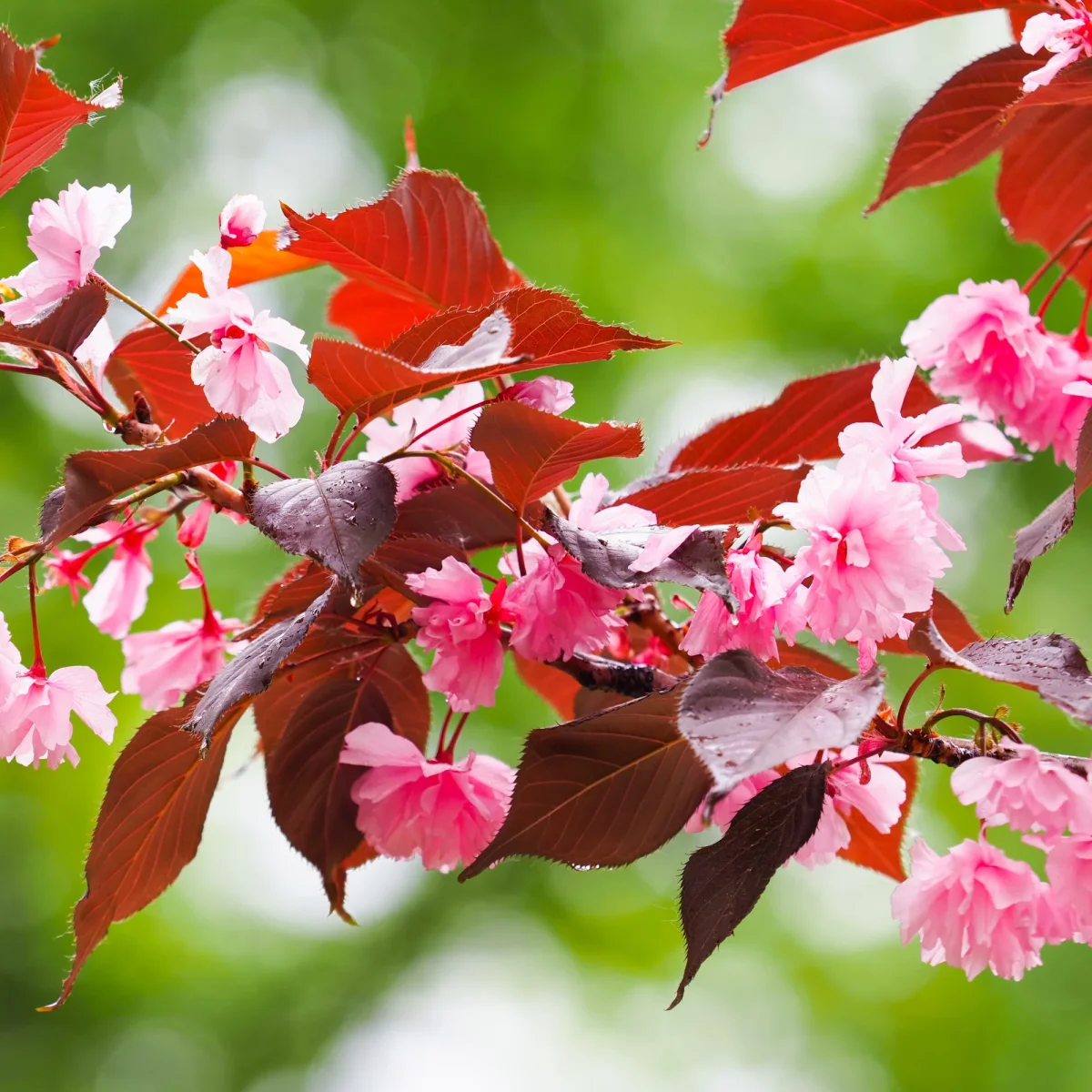 Prunus Royal Burgundy – Image 2