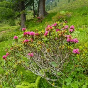 Azalée du Japon Lilac Surprise