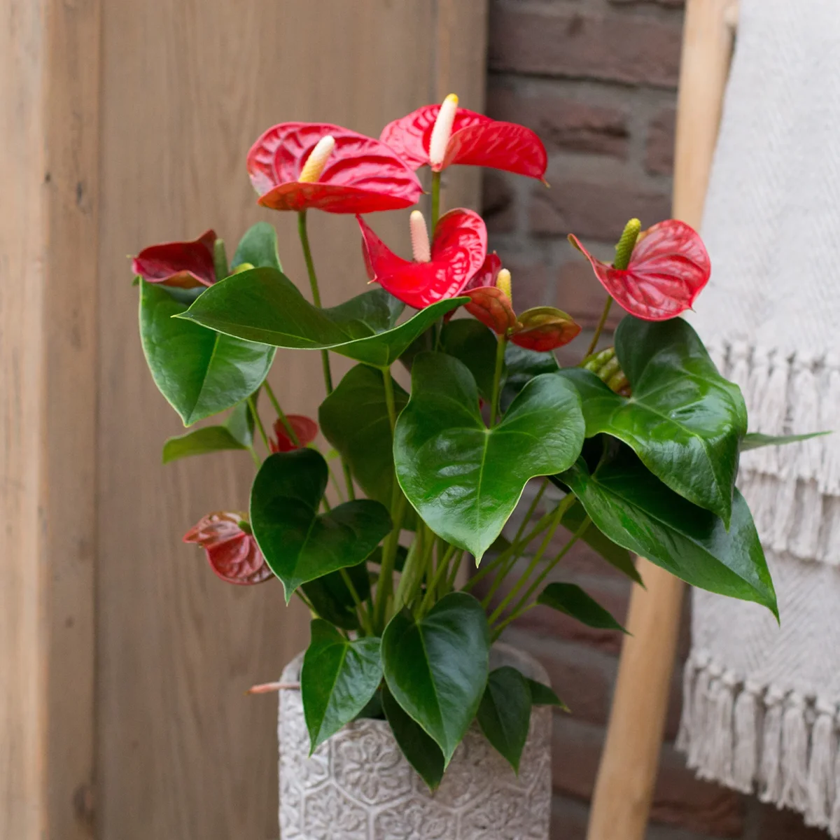 Anthurium rouge – Image 4