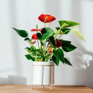 Anthurium rouge