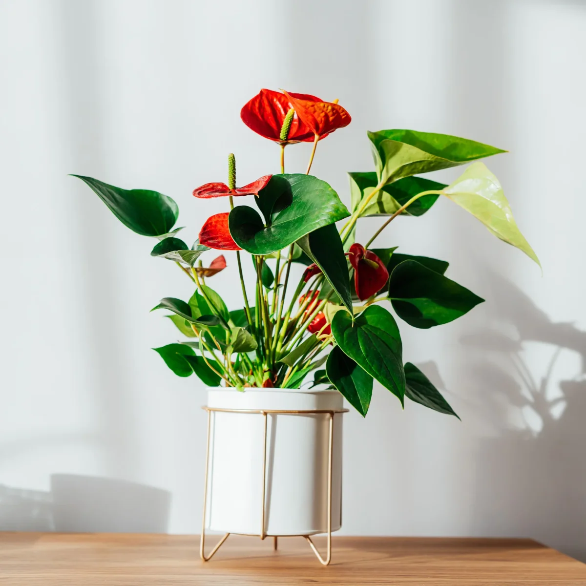 Anthurium rouge – Image 2
