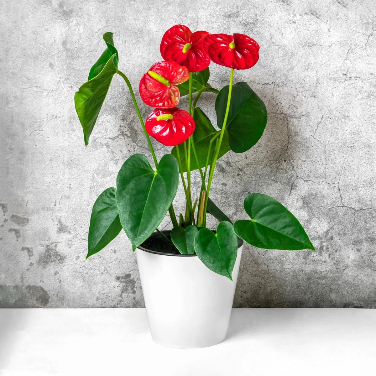 Anthurium rouge – Image 3