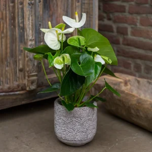 Anthurium blanc