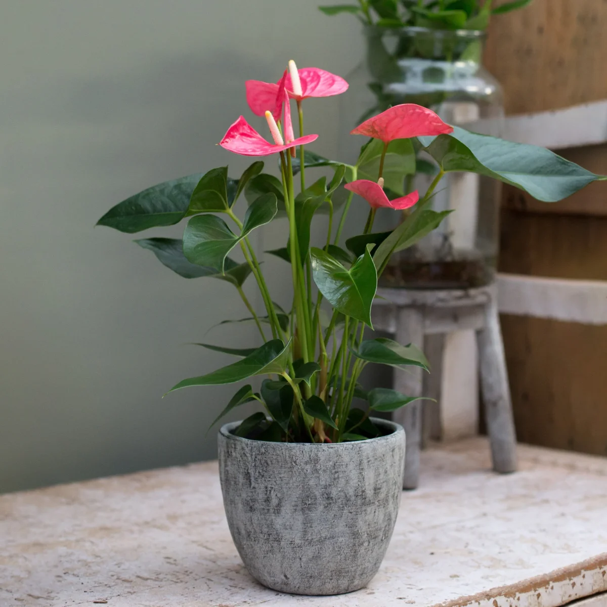 Anthurium rose – Image 2