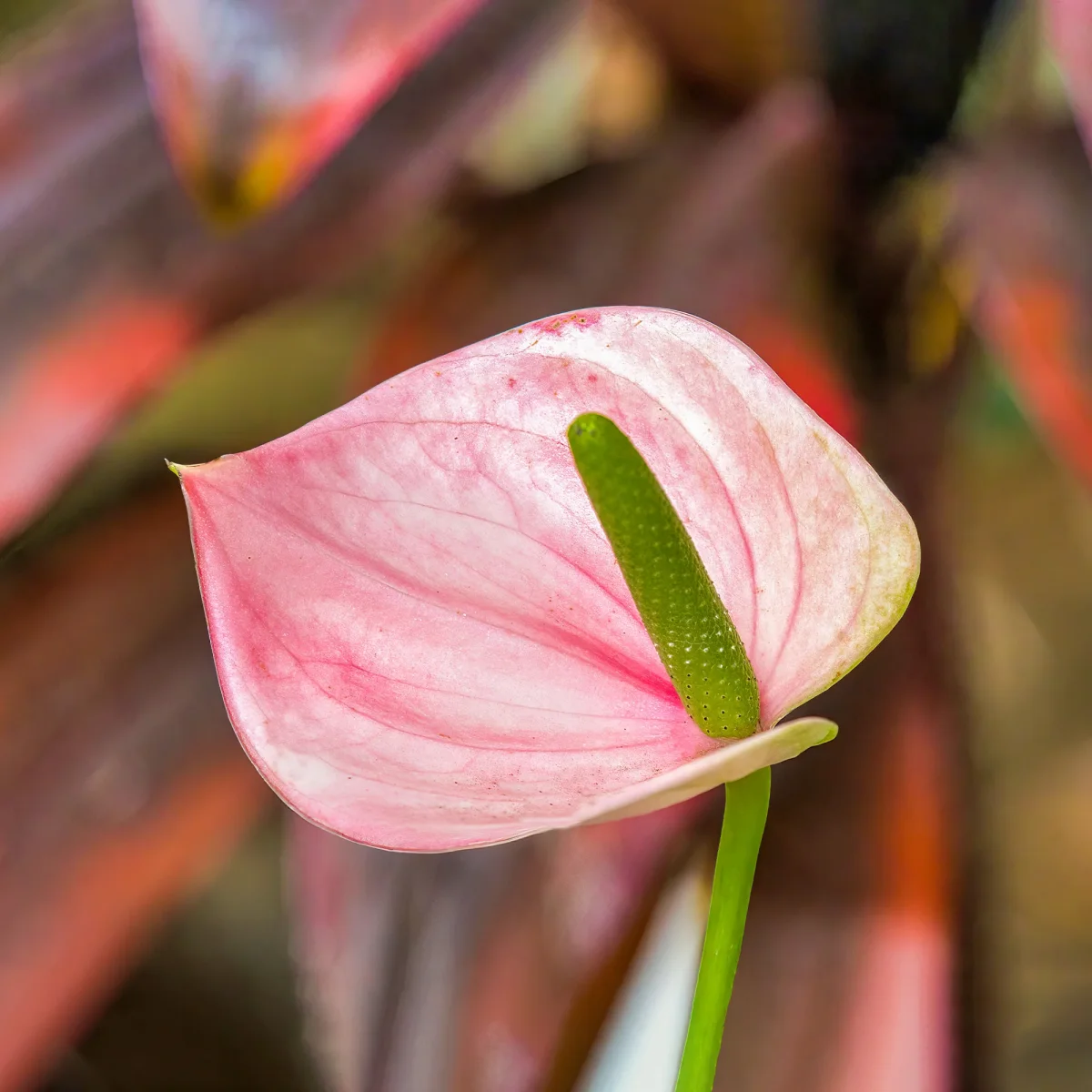 Anthurium rose – Image 4