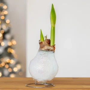 Wax Amaryllis Magic White