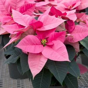 Poinsettia Rose