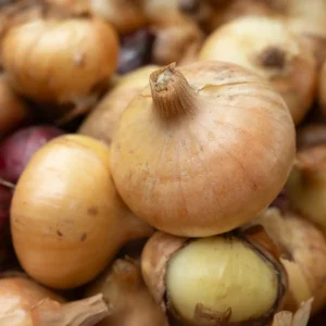 Oignon jaune Paille des Vertus