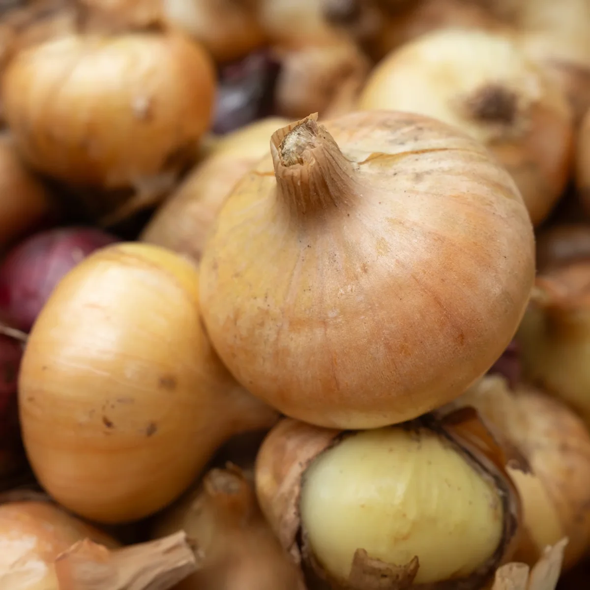 Oignon jaune Paille des Vertus – Image 2