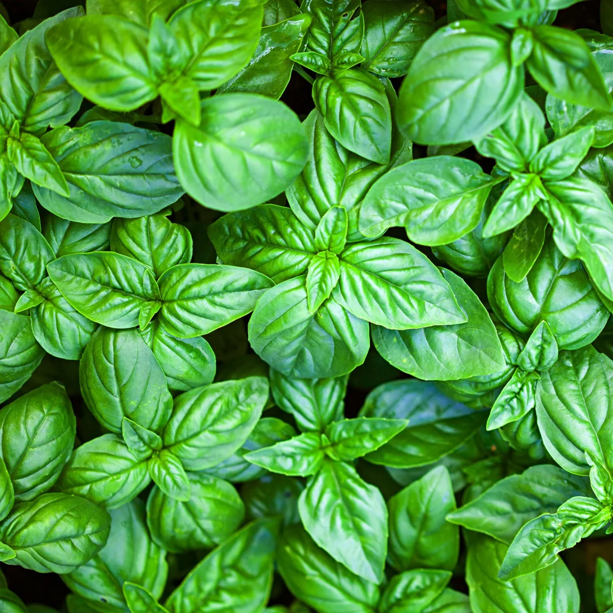 Basilic Grand vert – Image 5