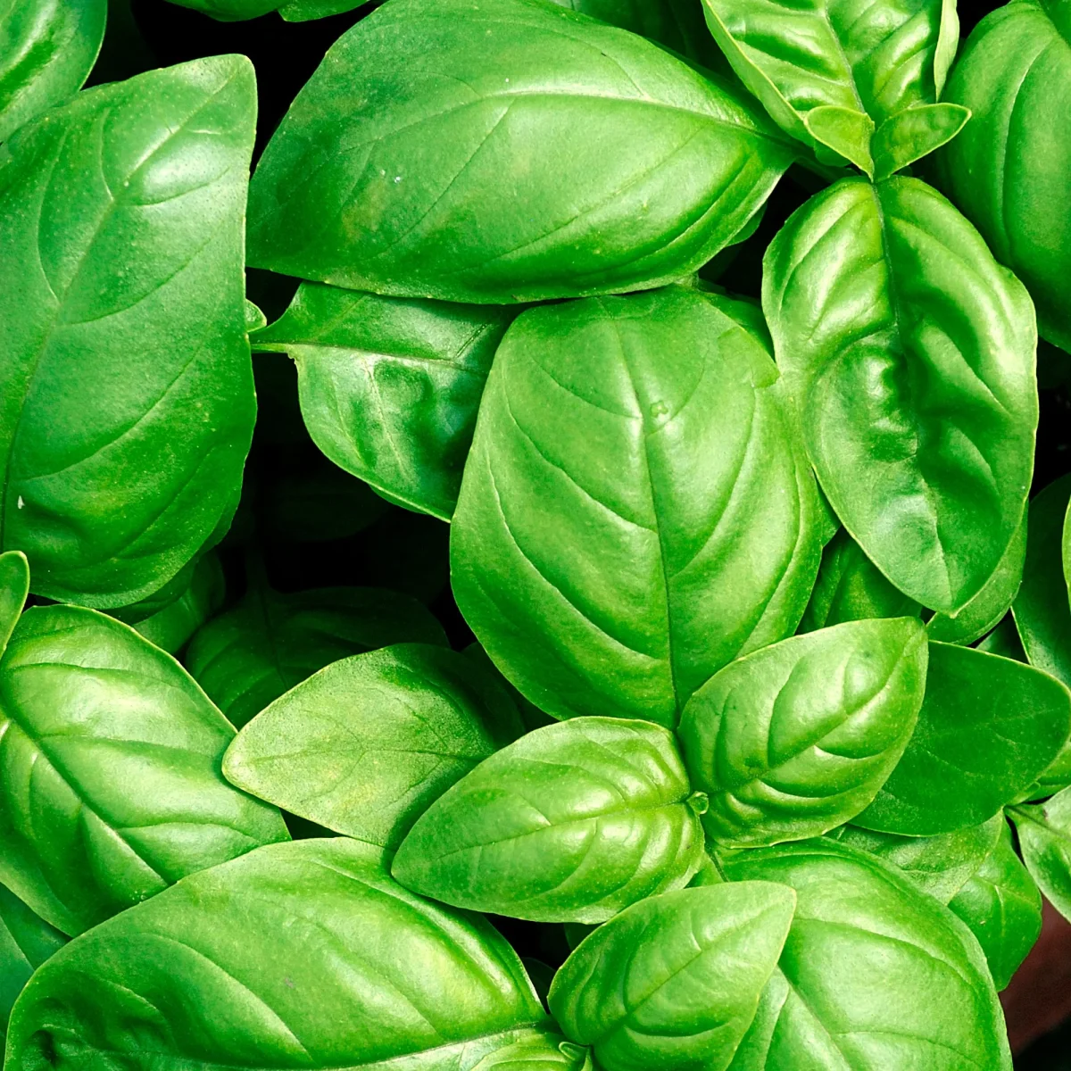 Basilic Grand vert – Image 4