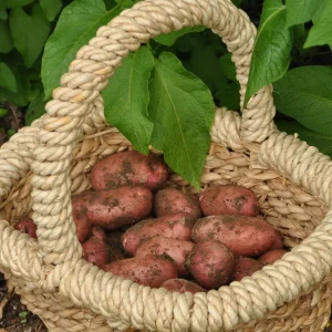 Pomme de terre Rose de France - Cirielle
