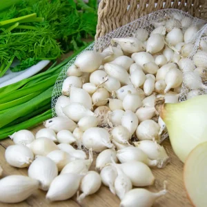 Oignon blanc Snowball