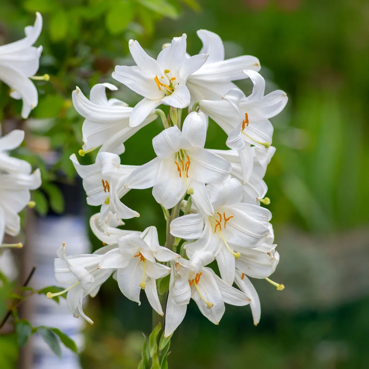 2 Lis de la Madone – Image 5