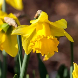 10 Narcisses Rijnveld Early Sensation