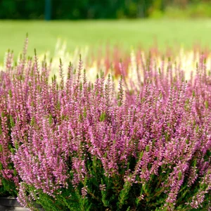 3 Bruyères d'été rose à feuilles vertes
