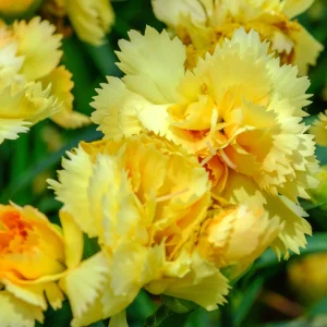 2 Œillets Grenadin Jaune